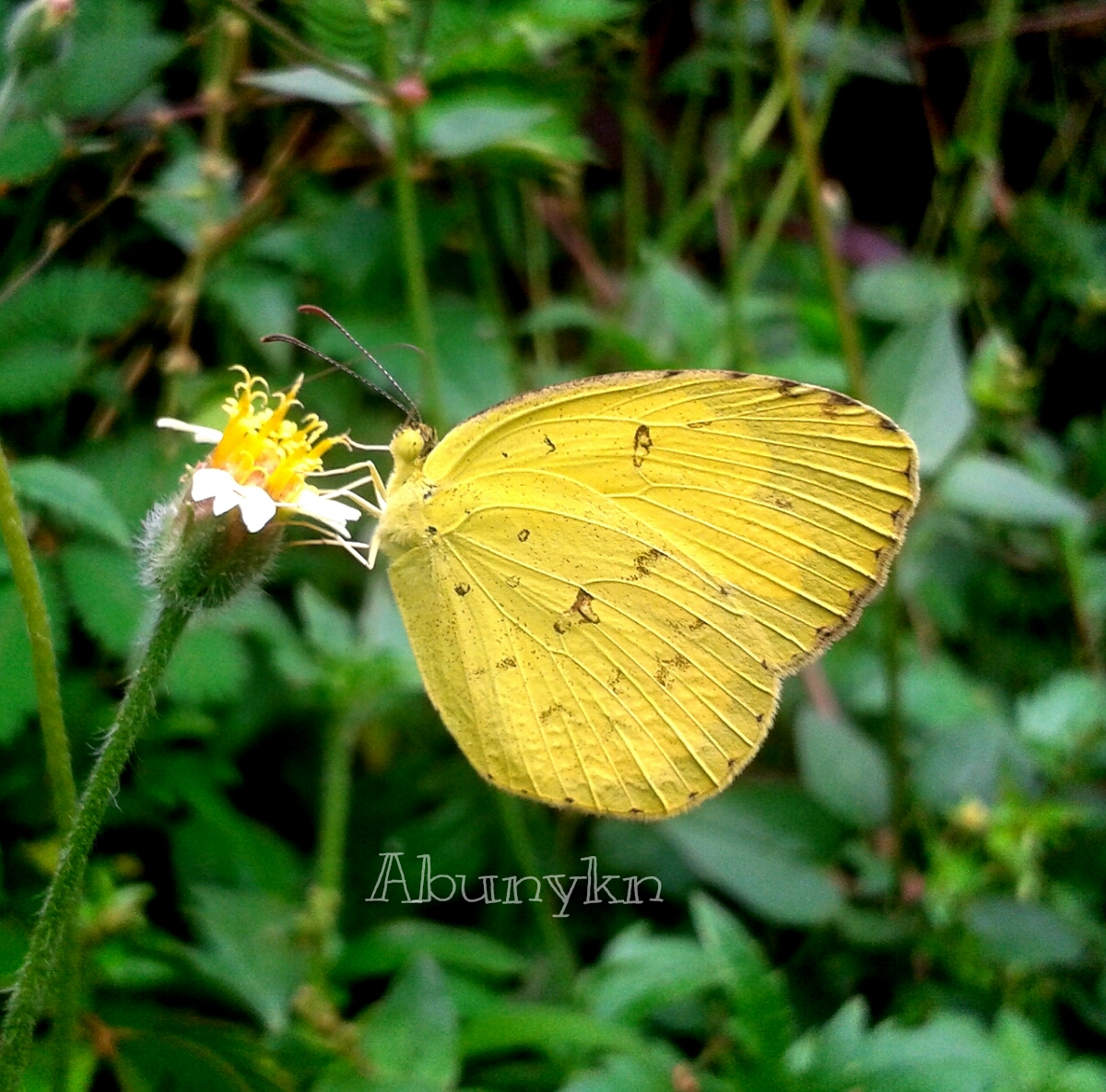 common grass yellow butterfly image by abunykn