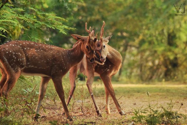 animal and nature photographer