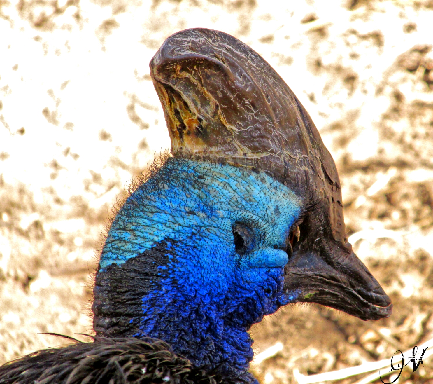 A cute looking Cassowary in an ostrich farm. Well maybe...