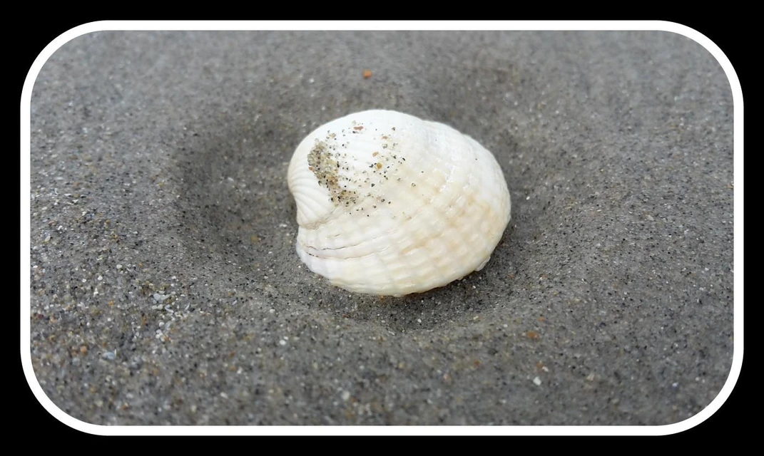Coquillage Shell Plage Beach Image By Eddy Cambier Coquillage Shell Plage Beach Image By Eddy Cambier