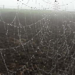 spiderweb morning dew photography