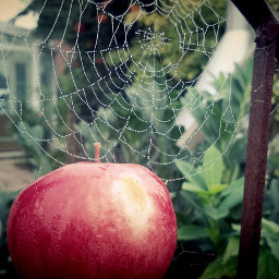 autumn apple spiderweb dew garden